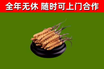 隆回回收散虫草